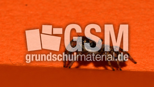 Springspinne (8).jpg